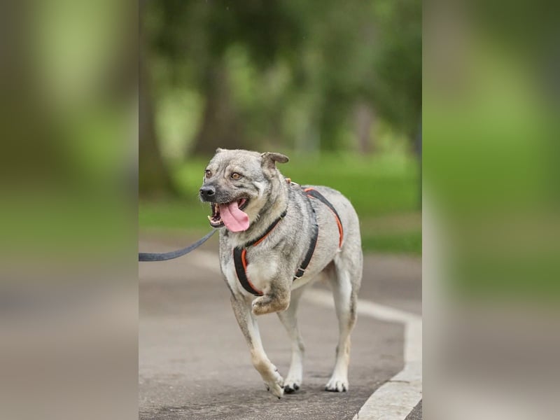 Drive ❤️ ein Kämpfer mit großem Herzen sucht seine Menschen