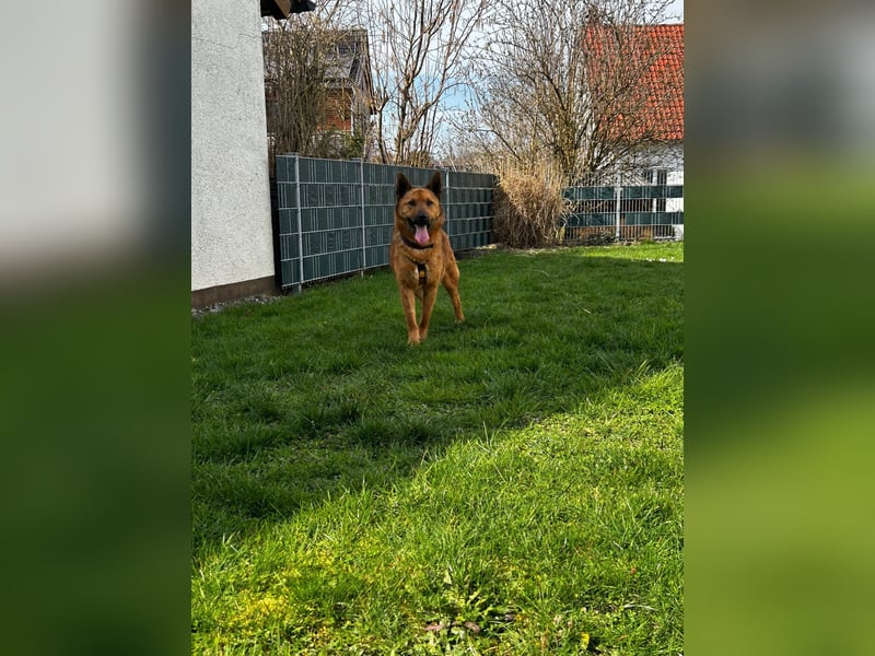 Maxi ❤️ Vom Tierheim ins Leben