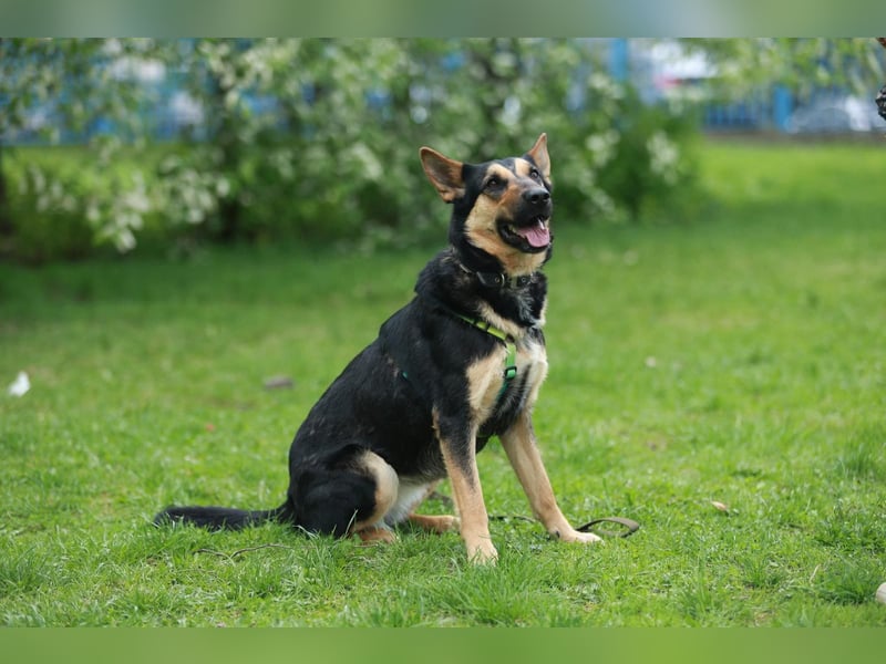 Junge freundliche Hündin Lora ❤️ sucht Familie oder Pflegestelle