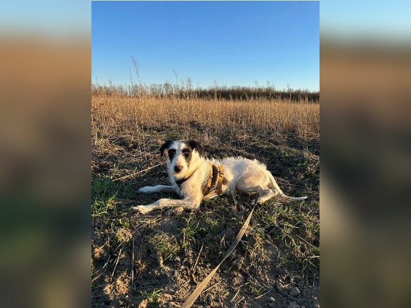 Herzenshund Piet ❤️ wartet auf sein Perfect Match