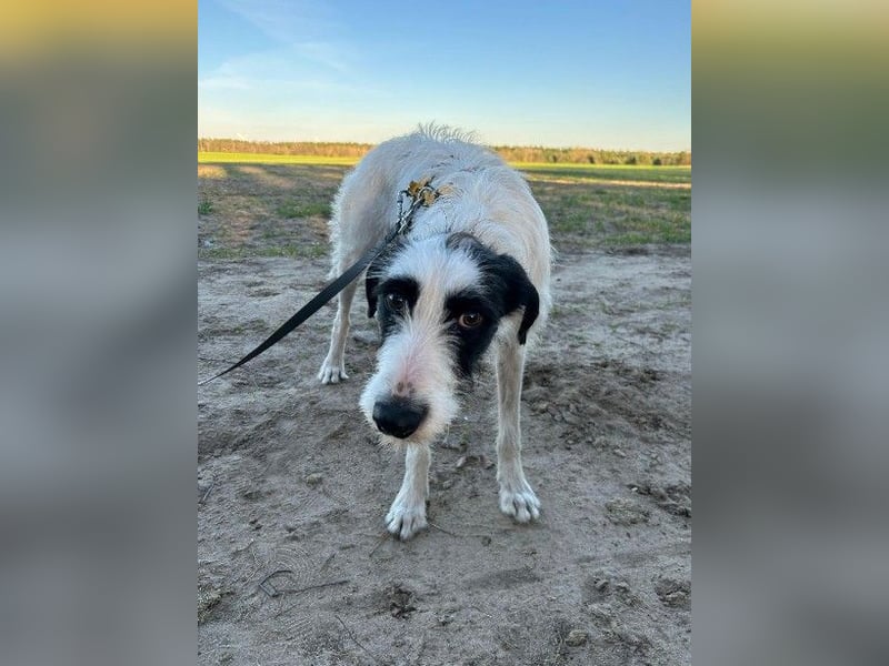 Herzenshund Piet ❤️ wartet auf sein Perfect Match