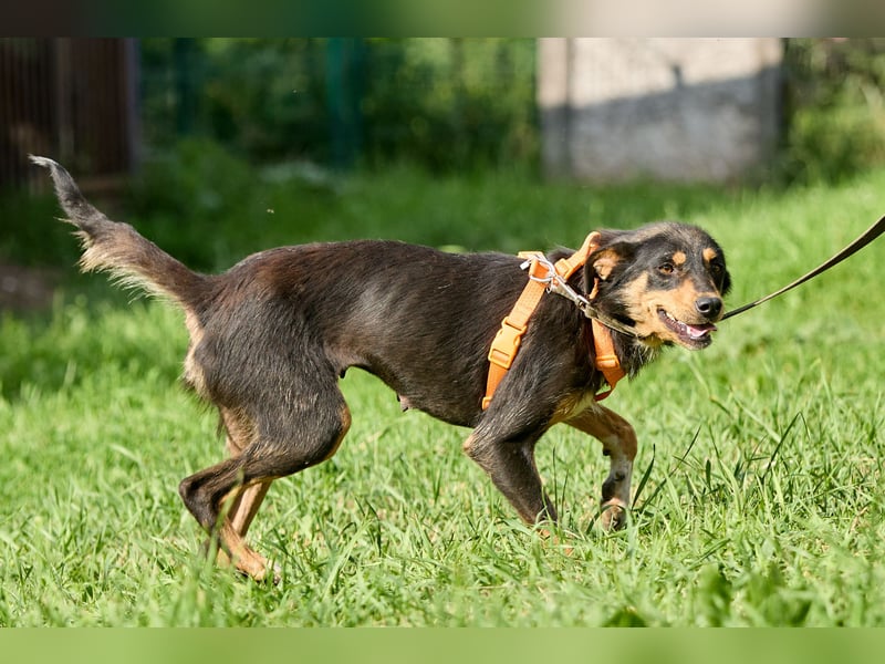 Vesna ❤️ Verschmuste junge Hündin sucht ein liebevolles Zuhause