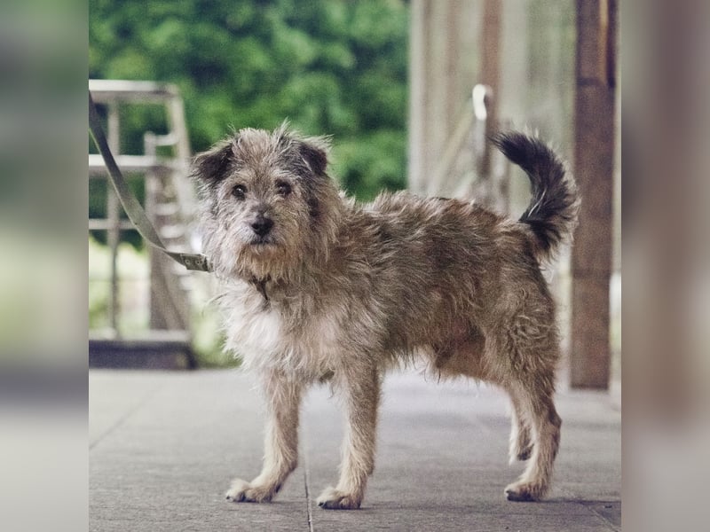 Tobi ❤️ein lieber Schatz sucht Geborgenheit