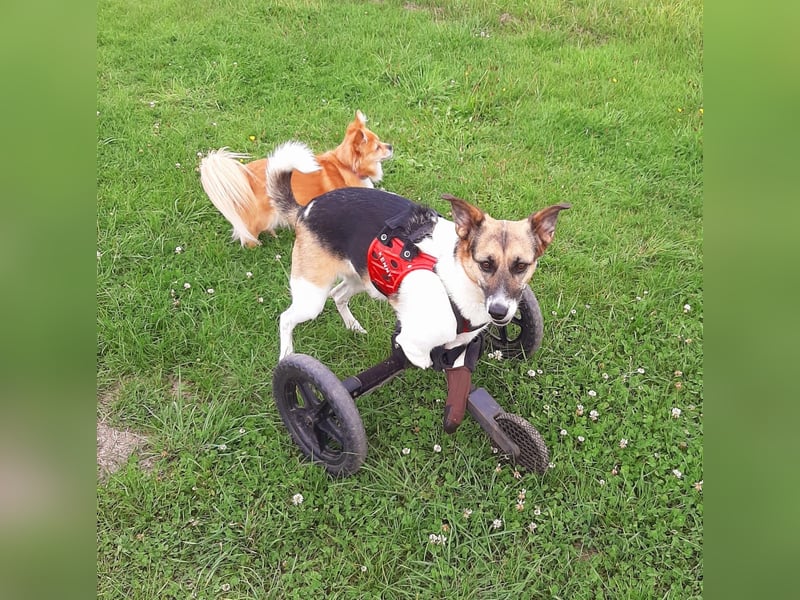 Kenny ❤️ sanfte Handicap-Hündin sucht ein kuscheliges Körbchen