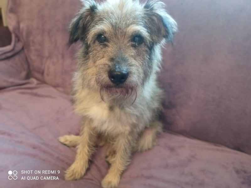 Tobi ❤️ein lieber Schatz sucht Geborgenheit