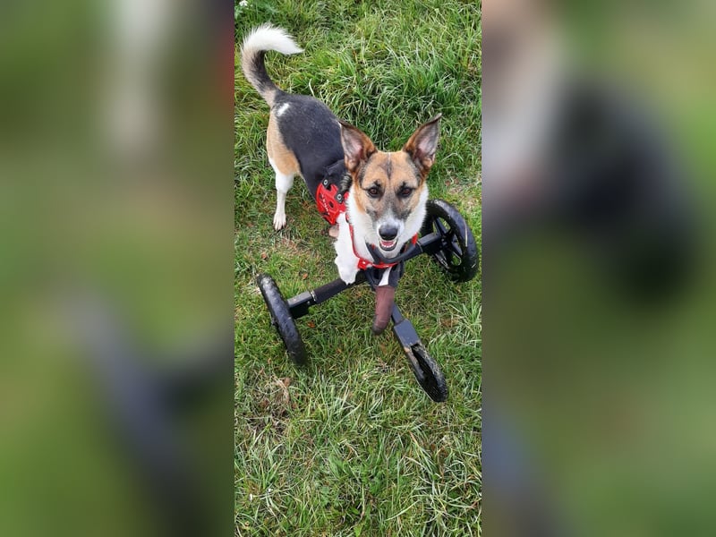 Kenny ❤️ sanfte Handicap-Hündin sucht ein kuscheliges Körbchen
