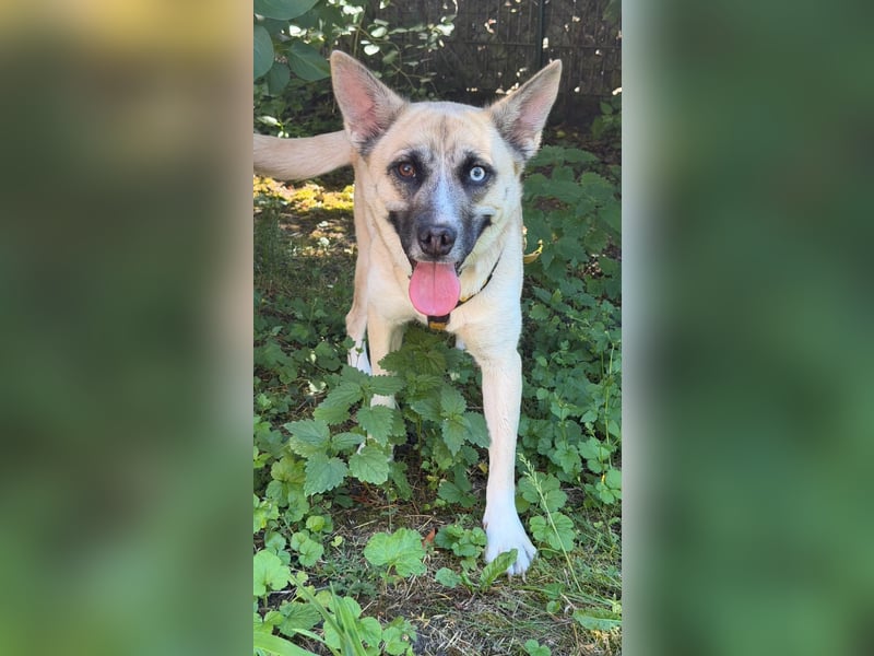 Anouka ❤️ kleines Hundemädchen mit großem Herzen sucht ihre Menschen