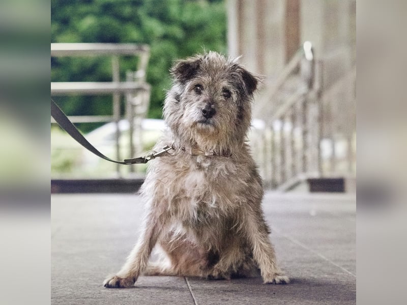 Tobi ❤️ ein lieber Schatz sucht Geborgenheit
