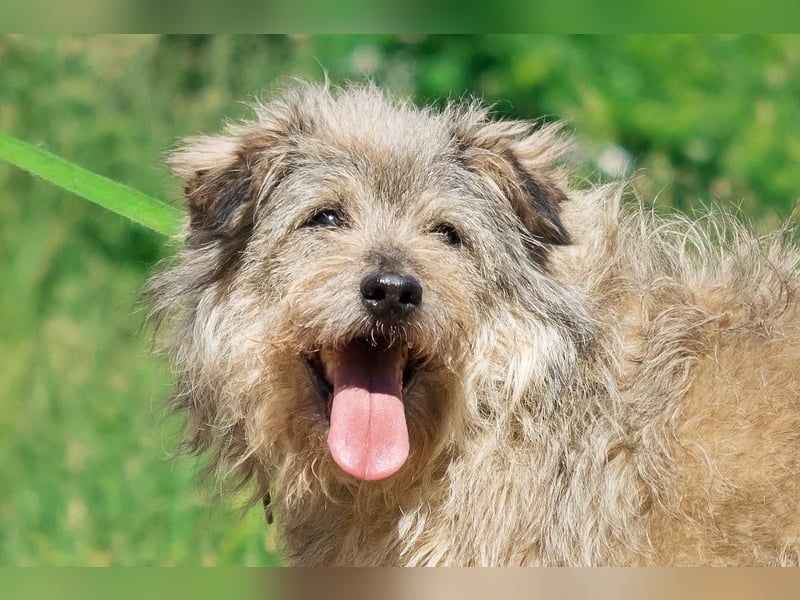 Tobi ❤️ ein lieber Schatz sucht Geborgenheit