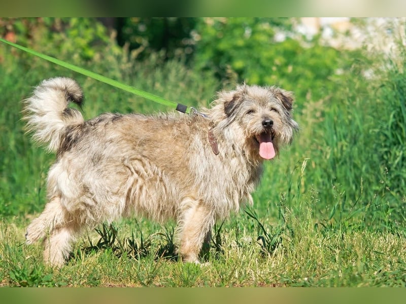 Tobi ❤️ ein lieber Schatz sucht Geborgenheit