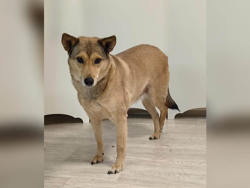 Verschmuste, zutrauliche Lissy❤️sucht ihre Lieblingsmenschen