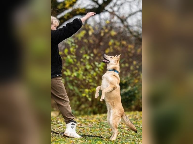 Liebevolle Foxy wartet auf ihren Neuanfang