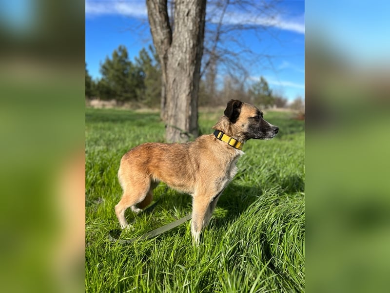 Gina ❤️Liebenswerte Hündin sucht ihr Für-immer-Zuhause