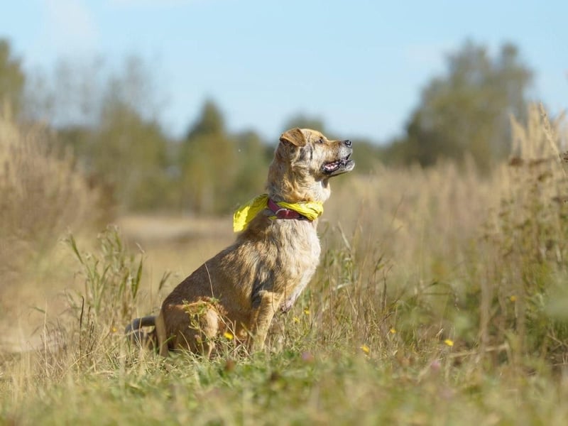 Jack ❤️ Freundlicher Rüde sucht ein liebevolles Zuhause