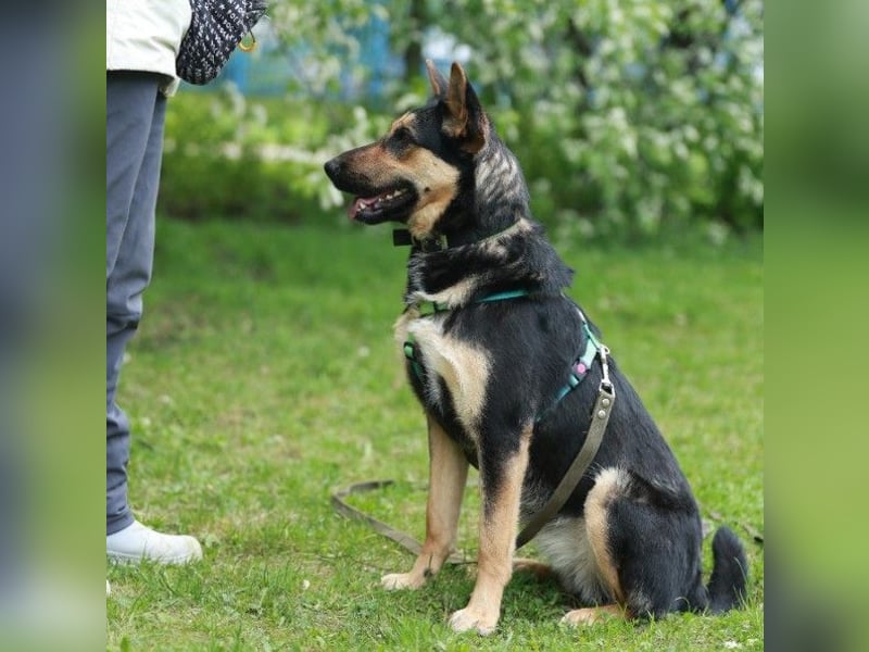 Junge freundliche Hündin Lora ❤️ sucht Familie oder Pflegestelle