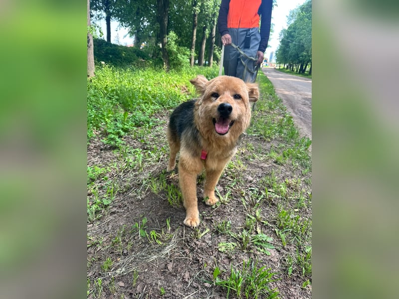 Liebenswerter Pushok ❤️ aus dem Tierschutz sucht sein Glück