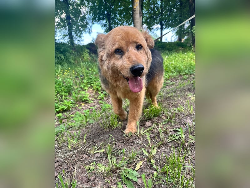 Liebenswerter Pushok ❤️ aus dem Tierschutz sucht sein Glück
