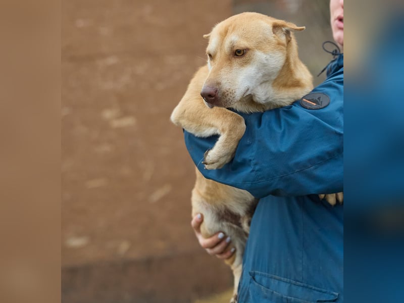 Fabelhafter Simba❤️sucht seine Menschen