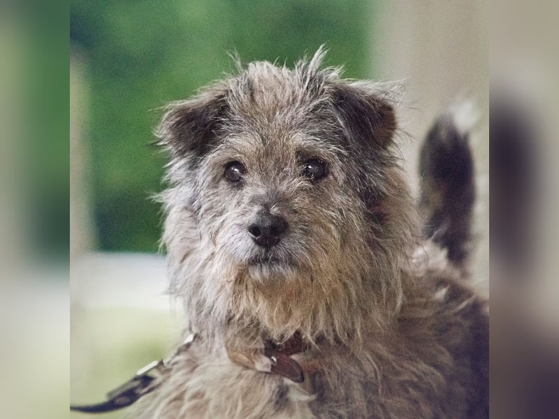 Tobi ❤️ein lieber Schatz sucht Geborgenheit