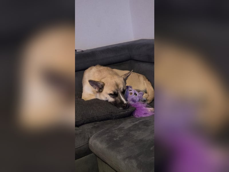 Anouka ❤️ kleines Hundemädchen mit großem Herzen sucht ihre Menschen