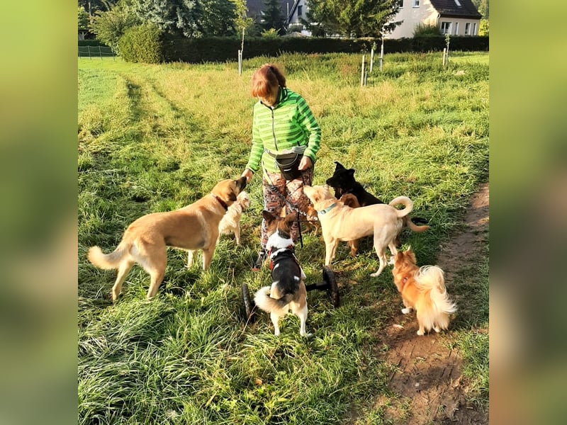 Kenny ❤️ sanfte Handicap-Hündin sucht ein kuscheliges Körbchen