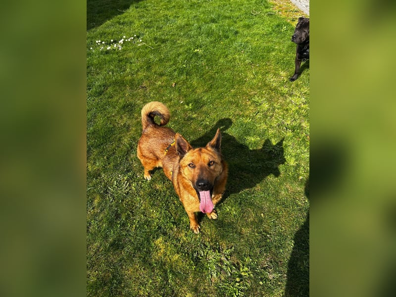 Maxi ❤️ Vom Tierheim ins Leben
