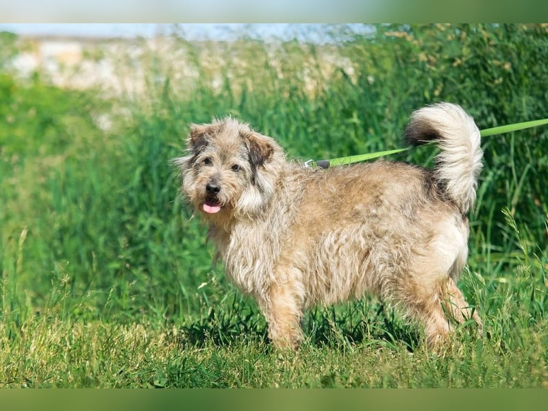 Tobi ❤️ ein lieber Schatz sucht Geborgenheit