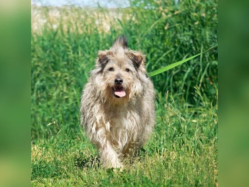 Tobi ❤️ ein lieber Schatz sucht Geborgenheit