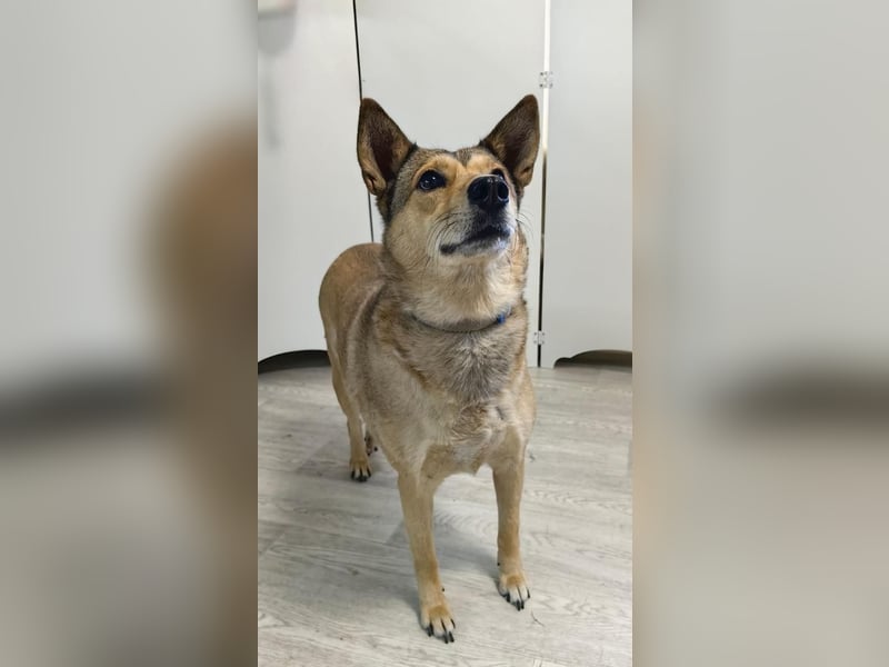 Verschmuste, zutrauliche Lissy❤️sucht ihre Lieblingsmenschen
