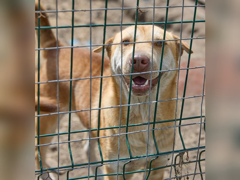 Fabelhafter Simba❤️sucht seine Menschen