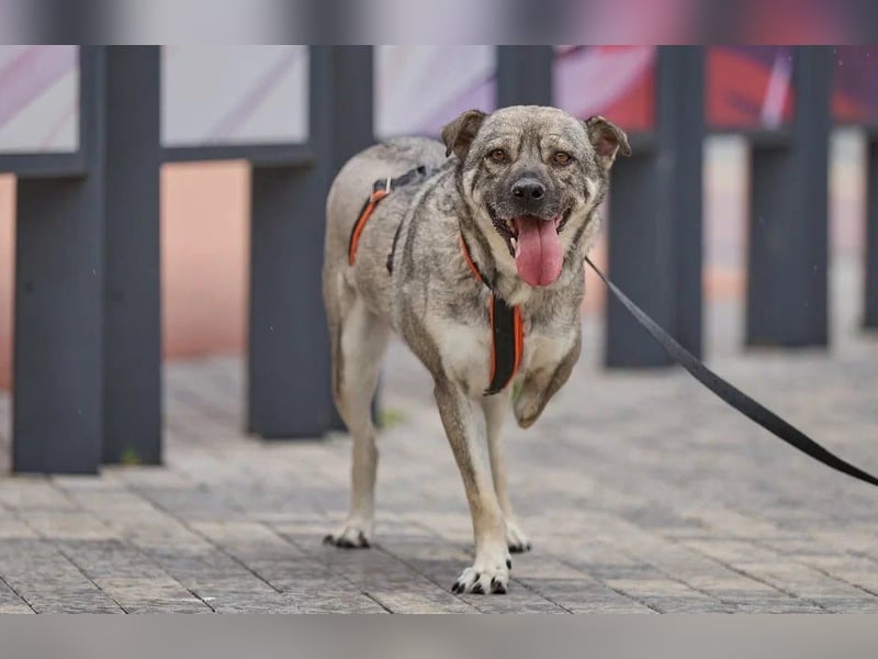 Drive ❤️ ein Kämpfer mit großem Herzen sucht seine Menschen