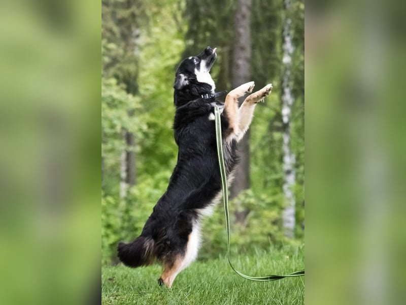 Zarte Tierschutzhündin Julia❤️  in 01145 Radebeul sucht Pflege- oder Endstelle