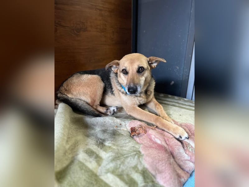 Sehr menschenbezogene Hündin Kuba ❤️ aus dem Tierschutz