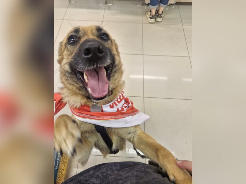 Umgängliche Hündin Knopa ❤️ aus dem Tierschutz sucht Familie fürs Leben