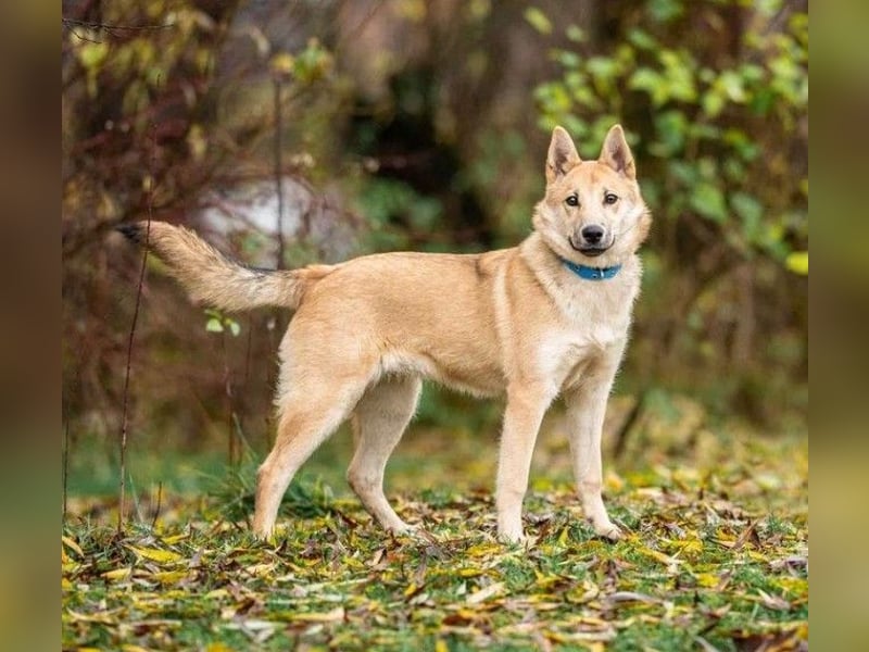 Liebevolle Foxy wartet auf ihren Neuanfang