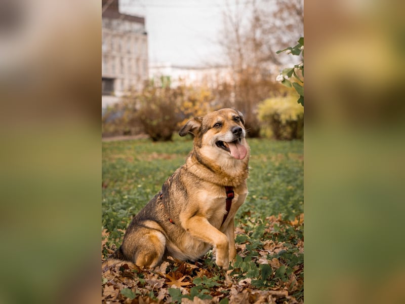 Sensibler Schatz Fanny ❤️sucht verständnisvolles Zuhause