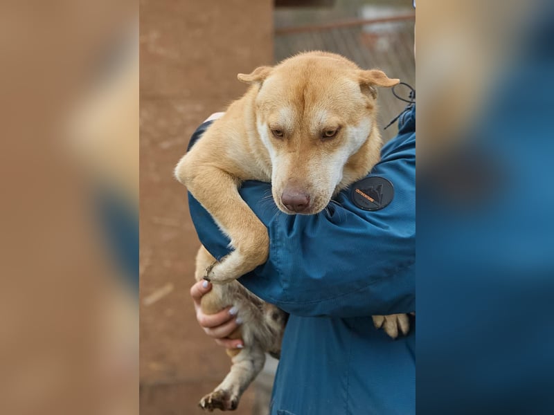 Fabelhafter Simba❤️sucht seine Menschen