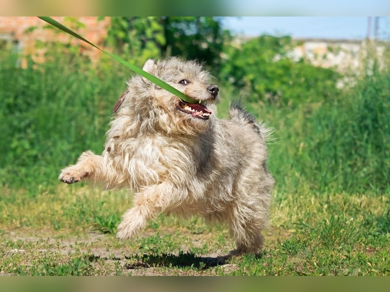 Tobi ❤️ ein lieber Schatz sucht Geborgenheit