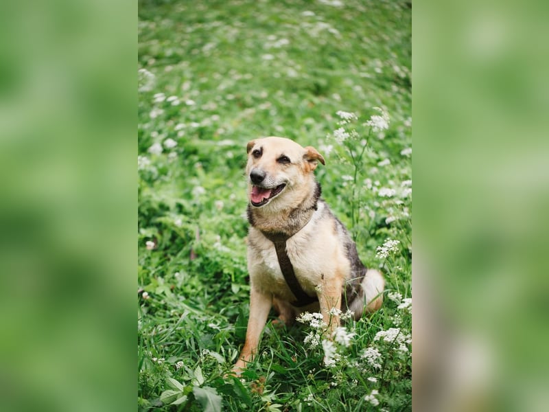 Sehr menschenbezogene Hündin Kuba ❤️ aus dem Tierschutz
