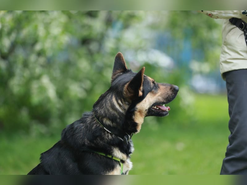 Junge freundliche Hündin Lora ❤️ sucht Familie oder Pflegestelle
