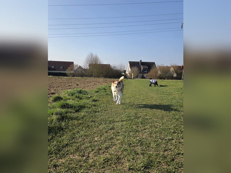 Hundedame Pinky❤️sucht ruhiges Zuhause