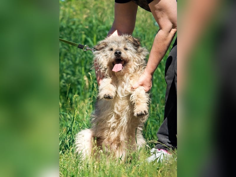 Tobi ❤️ ein lieber Schatz sucht Geborgenheit