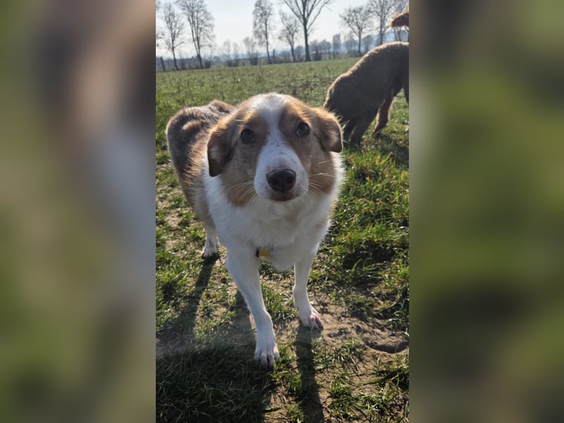 Hundedame Pinky❤️sucht ruhiges Zuhause