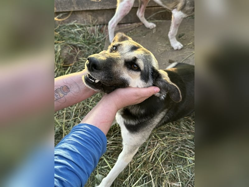Liebenswerte Kangurusha ❤️sucht einem Platz in eurem Herzen