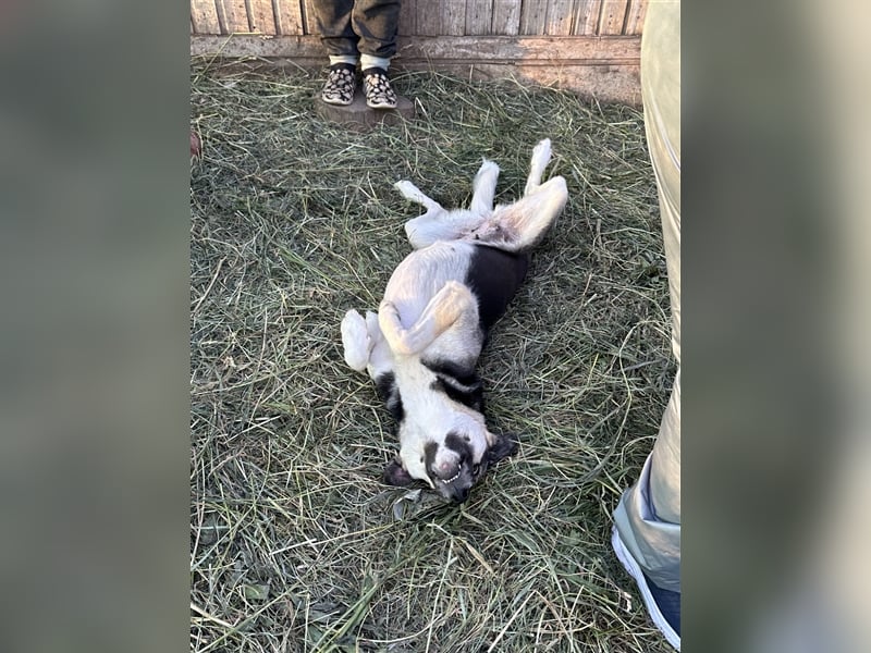 Liebenswerte Kangurusha ❤️sucht einem Platz in eurem Herzen