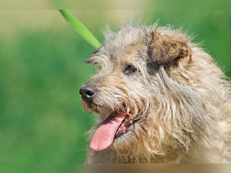 Tobi ❤️ ein lieber Schatz sucht Geborgenheit