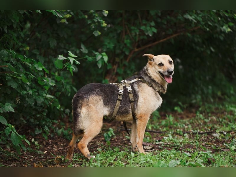 Sehr menschenbezogene Hündin Kuba ❤️ aus dem Tierschutz