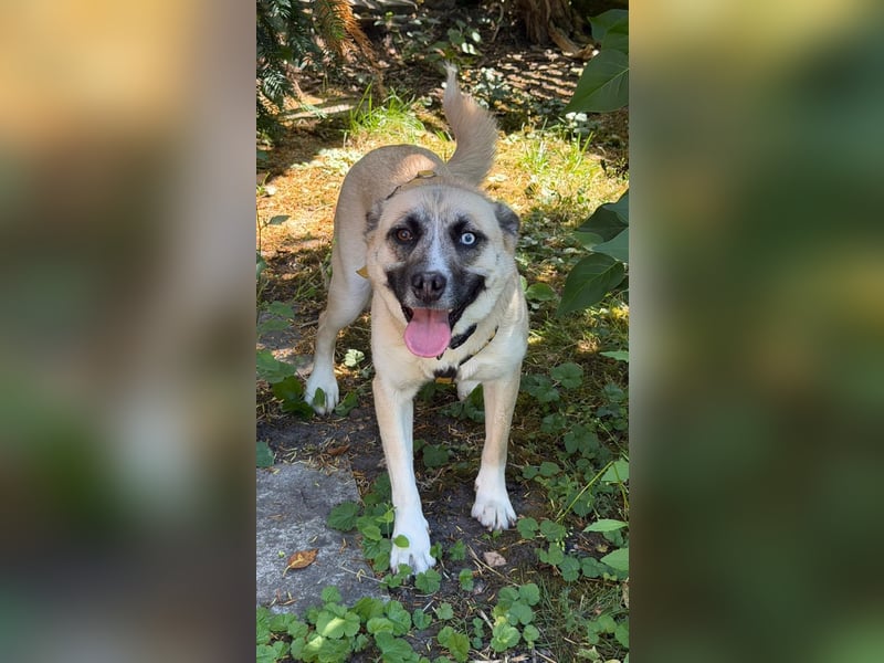 Anouka ❤️ kleines Hundemädchen mit großem Herzen sucht ihre Menschen