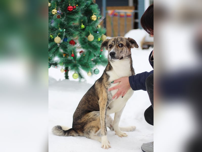 Verspielter Mitya ❤️ wünscht sich liebevolle Menschen
