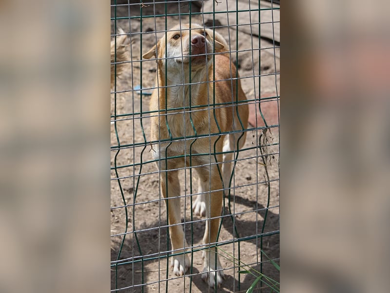 Fabelhafter Simba❤️sucht seine Menschen